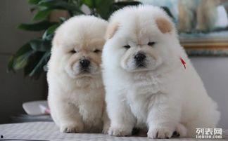 松狮狗视频,忠诚守护者的温馨瞬间