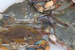 杀花蟹视频,传统烹饪技艺的传承与演变