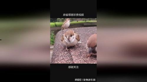 麻雀视频,揭秘短视频时代的魅力与挑战