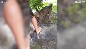 史上最感人的狗狗视频,诠释忠诚与爱的永恒