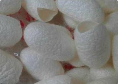 蚕茧煮视频,传统技艺与现代视角的完美融合