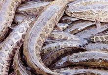 养黑鱼视频,从视频学习高效养殖技巧