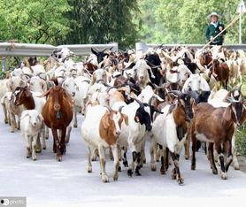 绵羊难产视频,兽医紧急救治，揭秘动物分娩过程