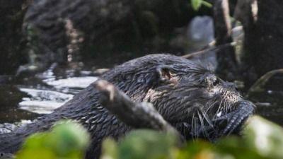 水獭吃鳄鱼视频,惊心动魄的生态对决