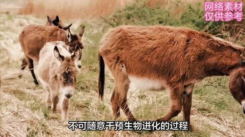 驴与马交配高清视频,高清视频揭示罕见杂交现象