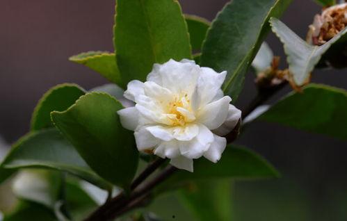 油茶花视频,自然之美与生态价值的完美融合