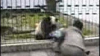 狮子咬人真实视频,狮子咬人现场直击