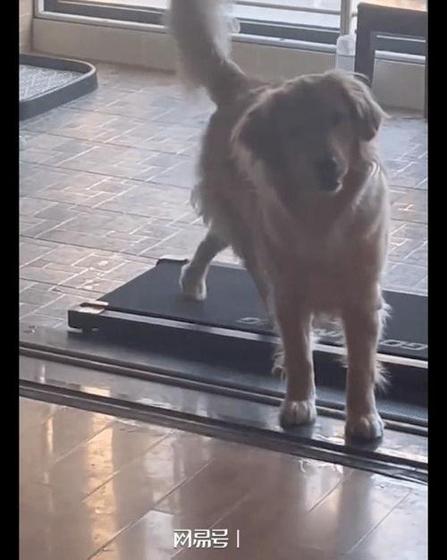 狗跑步视频,活力四溢的瞬间捕捉