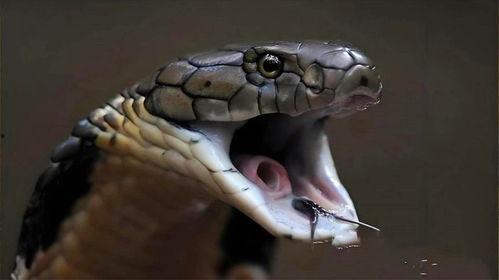 最大眼镜王蛇视频,惊心动魄！最大眼镜王蛇捕食瞬间全程揭秘