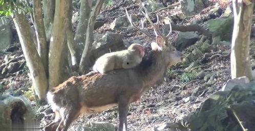 鹿的配种高清视频,高清配种瞬间揭秘
