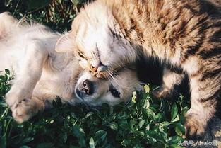 久久视频人与动物,久久视频下的和谐共生画卷