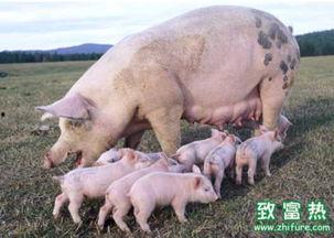 农广天地养殖母猪视频,母猪养殖技巧与视频教程解析
