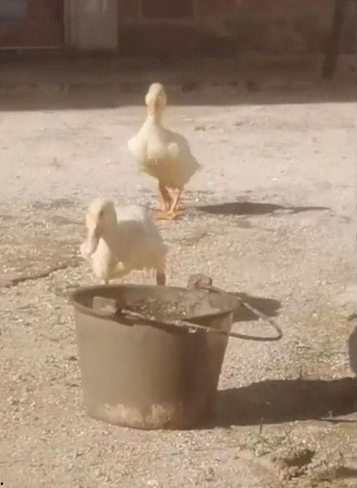 老鸭子视频,揭秘乡村生活的温馨瞬间