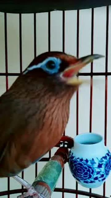 母画眉鸟的叫声视频,自然之美尽收耳底