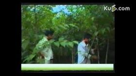 杏树种植视频,从播种到收获