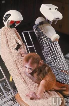 幼猴实验视频,幼猴实验揭示情感联结与认知发展奥秘
