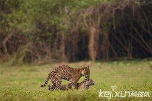 非洲配种视频,一场跨越种族的配种奇观