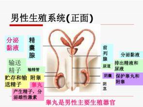 人的生殖和发育视频