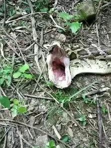 三邦邦视频蛇与鞭,蛇与鞭的奇幻冒险之旅