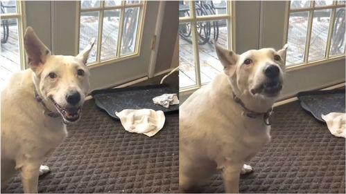 狗狗叫视频,狗狗欢快叫声背后的温馨故事